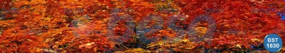 Doğa